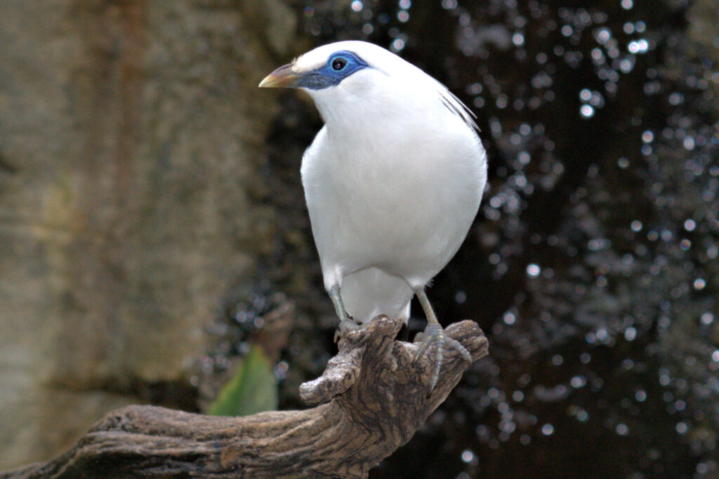 Bali Mynah, native to Northeast Bali, Indonesia, now critically endangered.