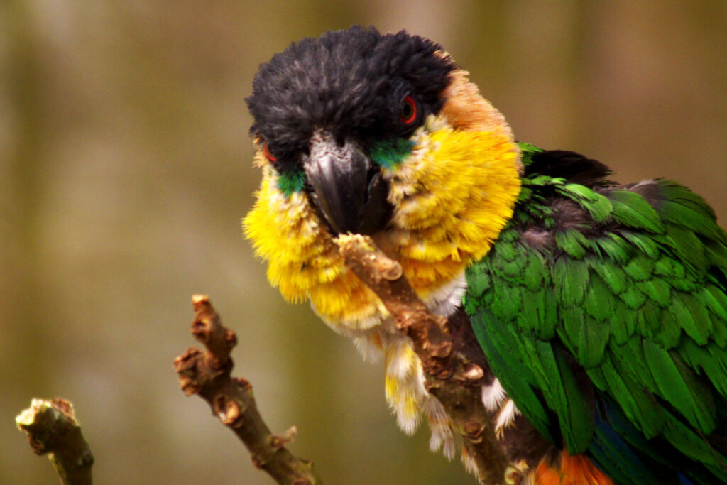 The Black Headed Caique, a colourful little parrot of South America