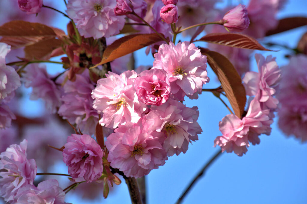 Cherry Blossom in spring, a striking beauty after the winter. England UK
