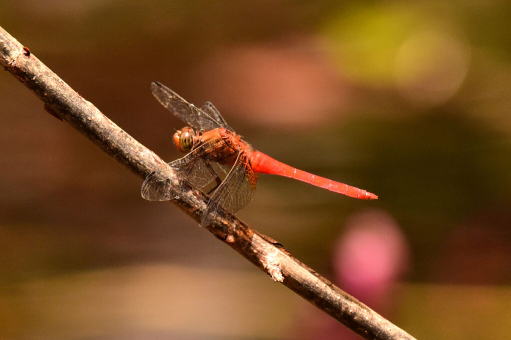Crimson Marsh Glider - Trithemis aurora, photographed in central Thailand.Central Thailand
