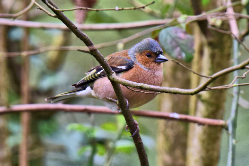 The Chaffinch is a common sight in English parks, gardens and woodland.