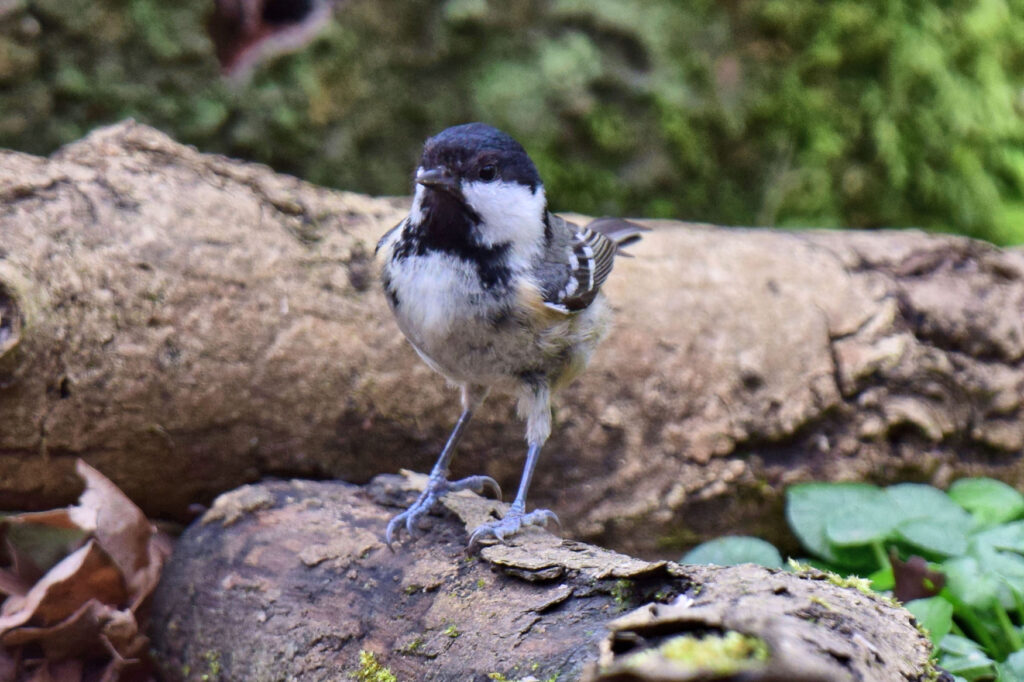 Coal Tit. This little bird of British woodlands and gardens is often noted to be among the most active . Sometimes shy, often grabbing food and moving on quickly.