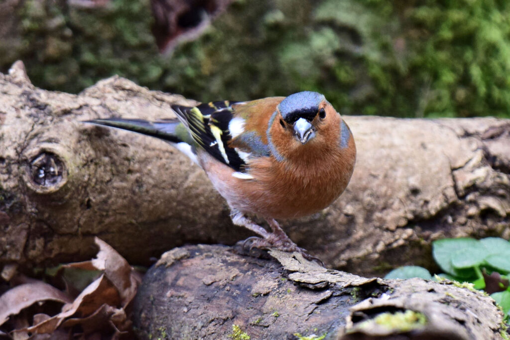 Male Chaffinch, a popular bird of British Woodland, heath and gardens.