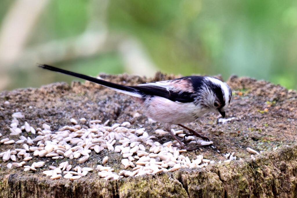 These little Long Tailed Tits can often be seen playing in the tree tops, chattering noisily.