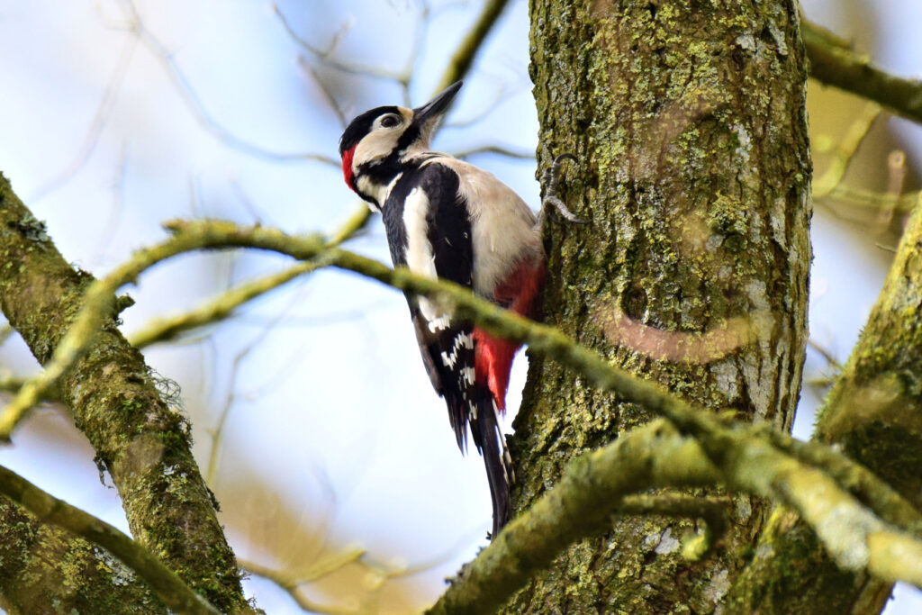 The Great Spotted Woodpecker male is easily distinguished from the female by the red nape patch..