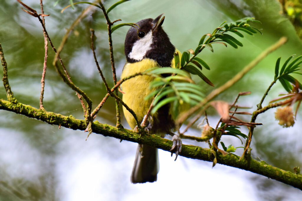 A popular visitor to garden feeders the Great Tit is naturally found in both deciduous and evergreen woodland.