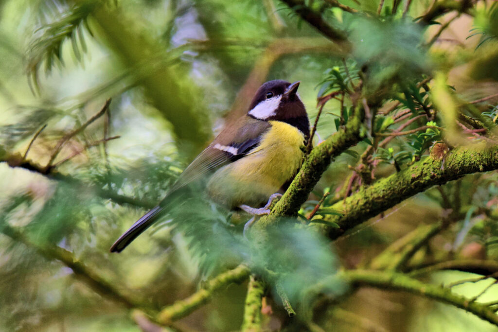 The great tit, larger than the Blue Tit but just as active.