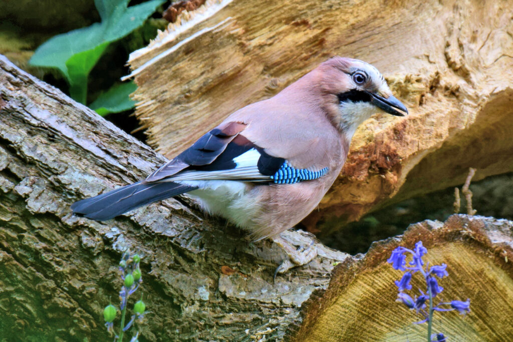 The Eurasian Jay is a shy native to British woodland, but also a very active visitor to gardens and parks.