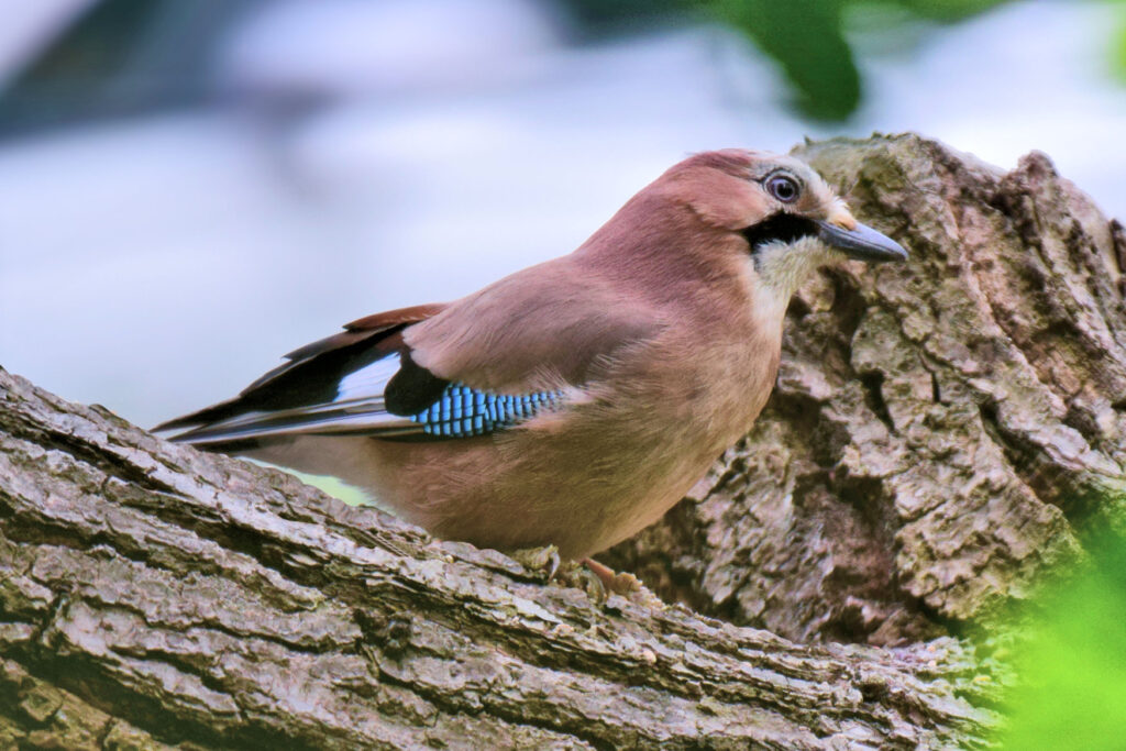 Eurasian Jay on an English Oak tree branch.