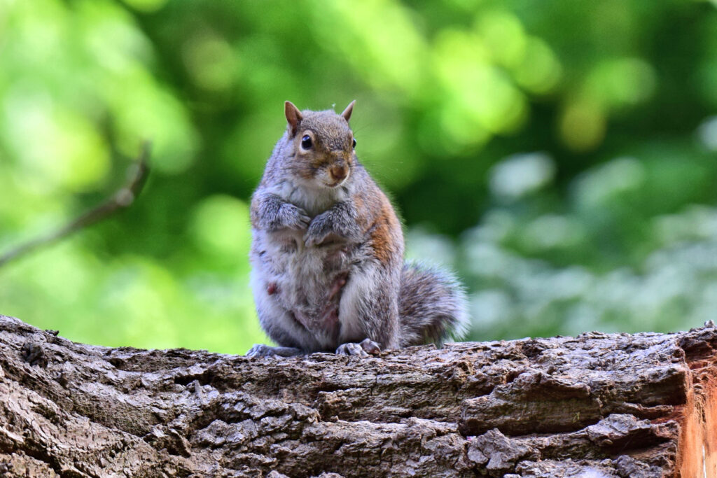 Grey Squirrel female stocking up on food ready for feeding young.