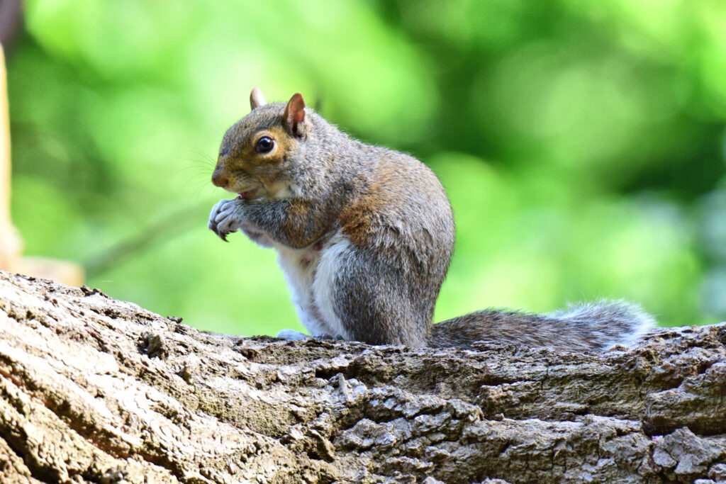 Grey Squirrel in an English Oak wood.