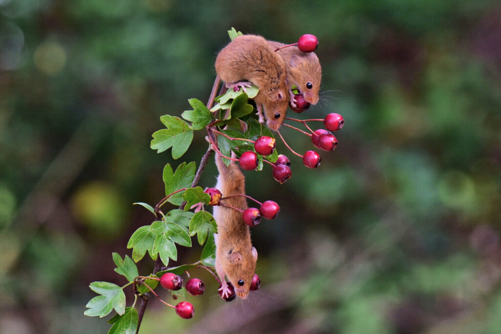 These little Harvest Mice have a natural passion for Hawthorn berries, and a natural talent for finding them!