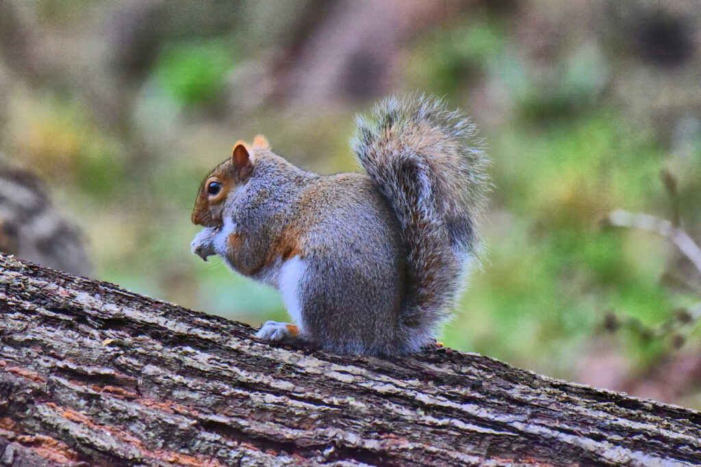 Found in almost any British woodland, the Grey Squirrel is also a very active visitor to garden bird feeders..