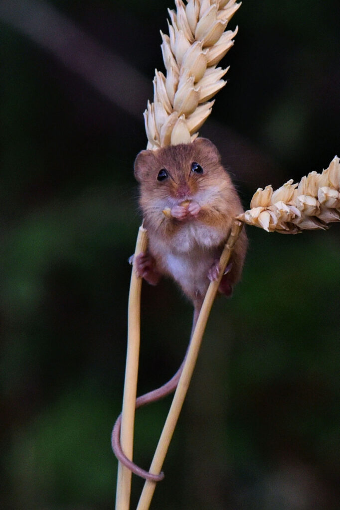 dsc 2308c2 harvest mouse on wheat