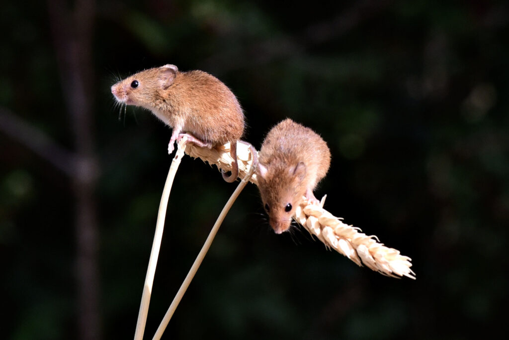 These little harvest mice are agile enough ot reach almost any food!