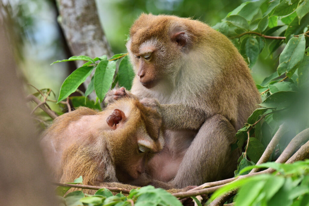 Found in many parts of South East Asia, macaques are extremely affectionate within their family groups.