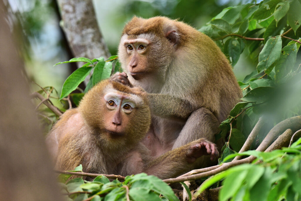 living in large social groups Macaques form strong family bonds.