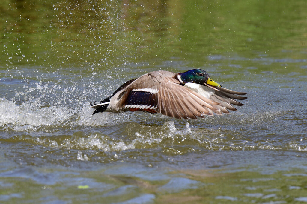 Mallard Duck taking off from water.