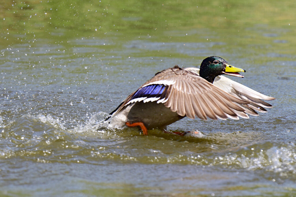 Mallard Duck taking off from a lake.