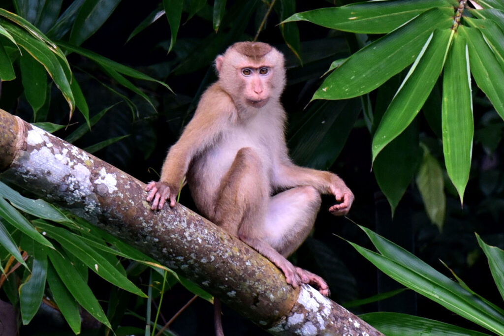 A young Pig Tailed Macaque in a bamboo forest, South East asiia.