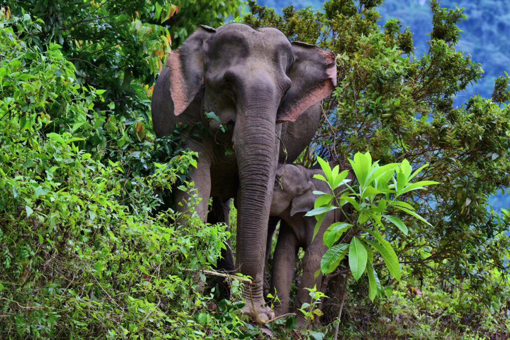 An Asian Elephant and her calf, breaking through a forest.