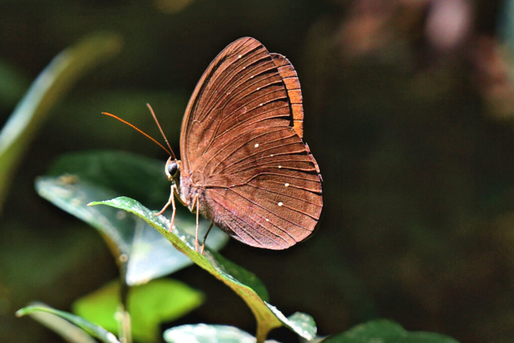 One of the larger brown butterflies of Thailand.