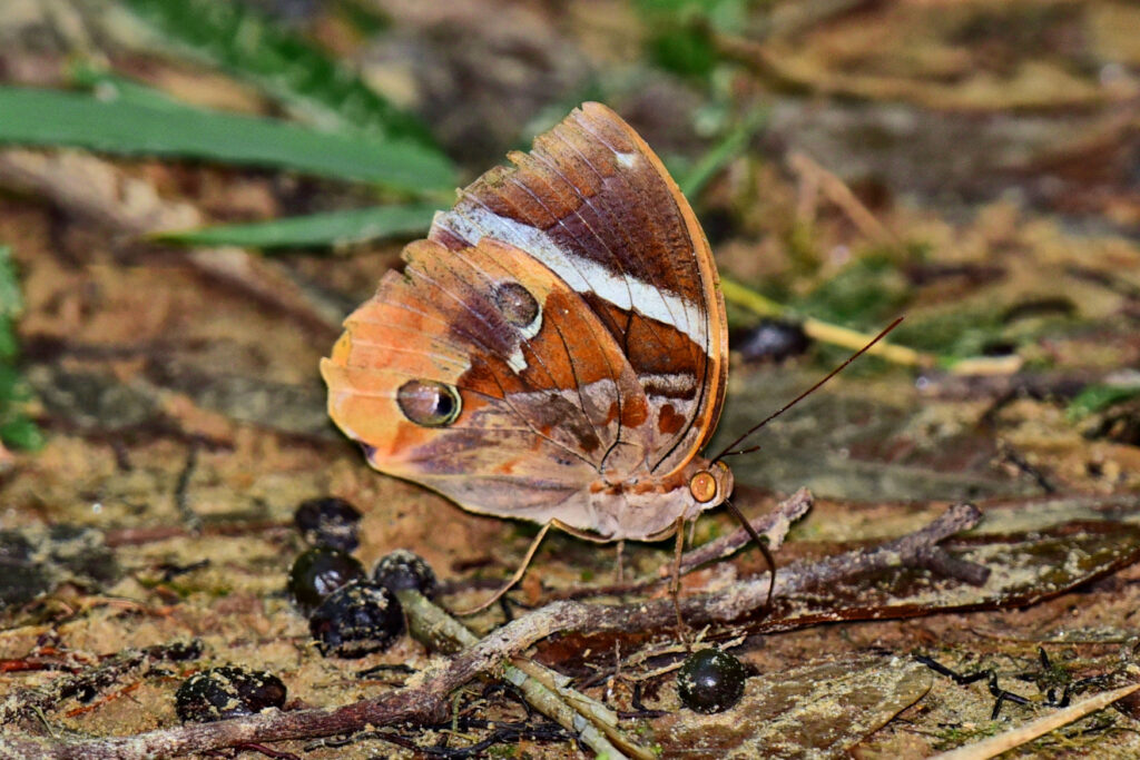 The Thauria Lathyi, one of he beautiful butterflies found in forests of Central Thailand.
