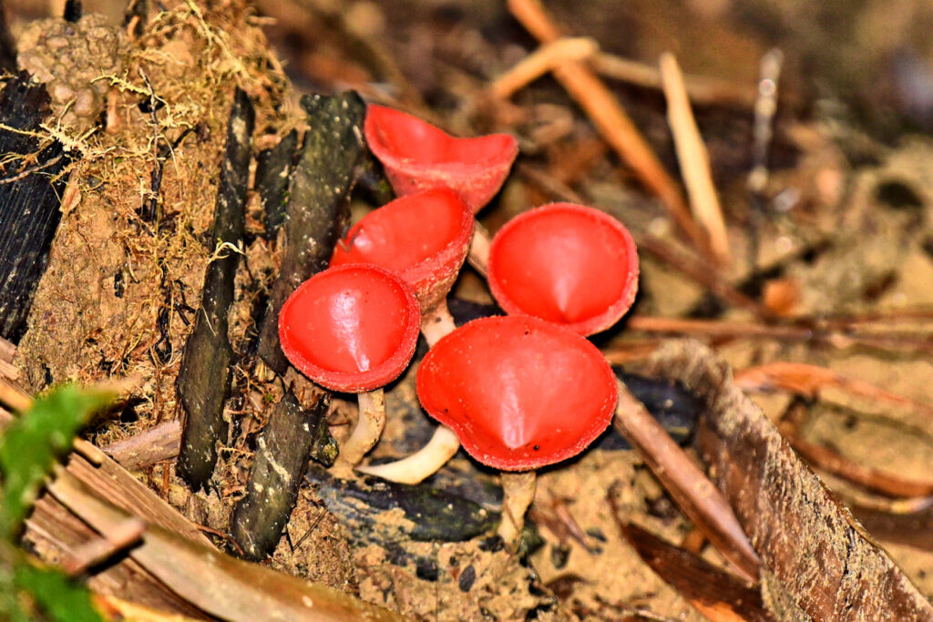 These tiny goblet shaped fungi are found in moist forests of Thailand.