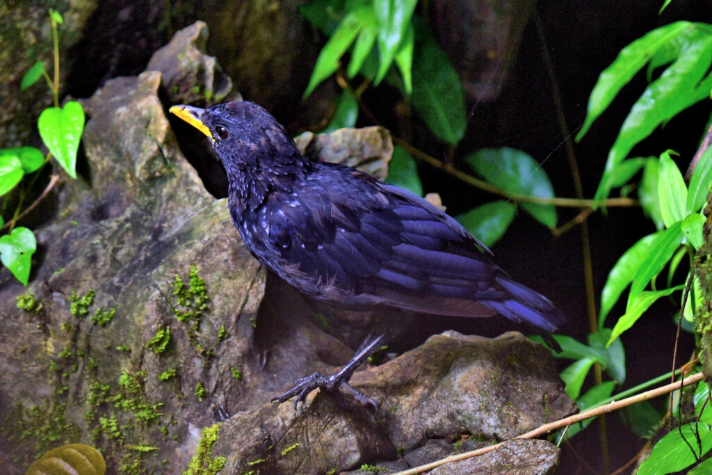 The Blue Whistling Thrush of Thailand.