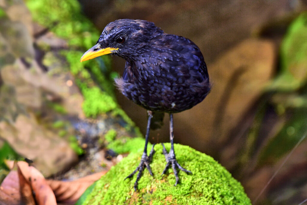 The colourful Blue Whistling Thrush of Central Thailand.
