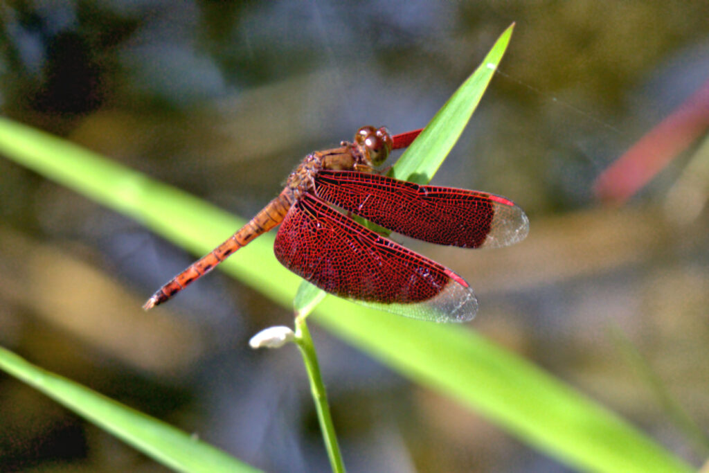 The beautiful Red Dragonfly, known as the Fulvous Forest Skimmer (neurothemus fulvia) Male. Photographed in central Thailand.