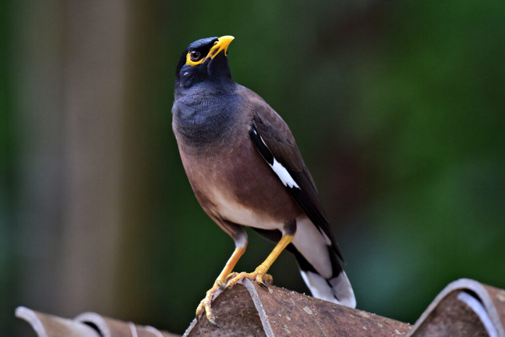 Common Mynah, commonly found through South East Asia.