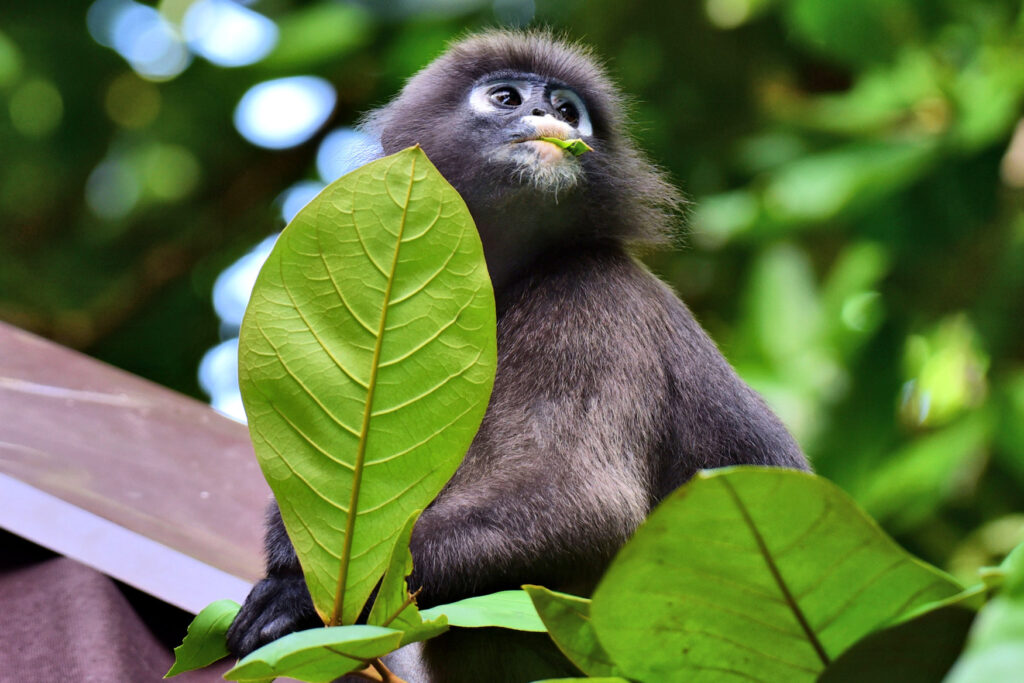 The Dusky Langur, otherwise known as the Spectacled Leaf Monkey is an IUCN Red List engangered species , found in Thailand, Peninsular Malaysia and Myanmar.