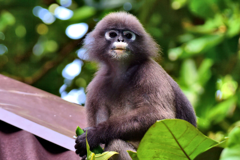The white spectacles and lips of these Dusky Langurs, otherwise known as the Spectacled Leaf Monkey, give it a uniques appearance. This is an IUCN Red List engangered species, found in Thailand, Peninsular Malaysia and Myanmar.