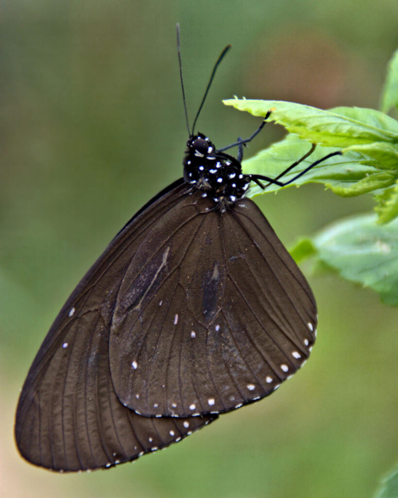 Common Crow Butterfly, South East Asia.