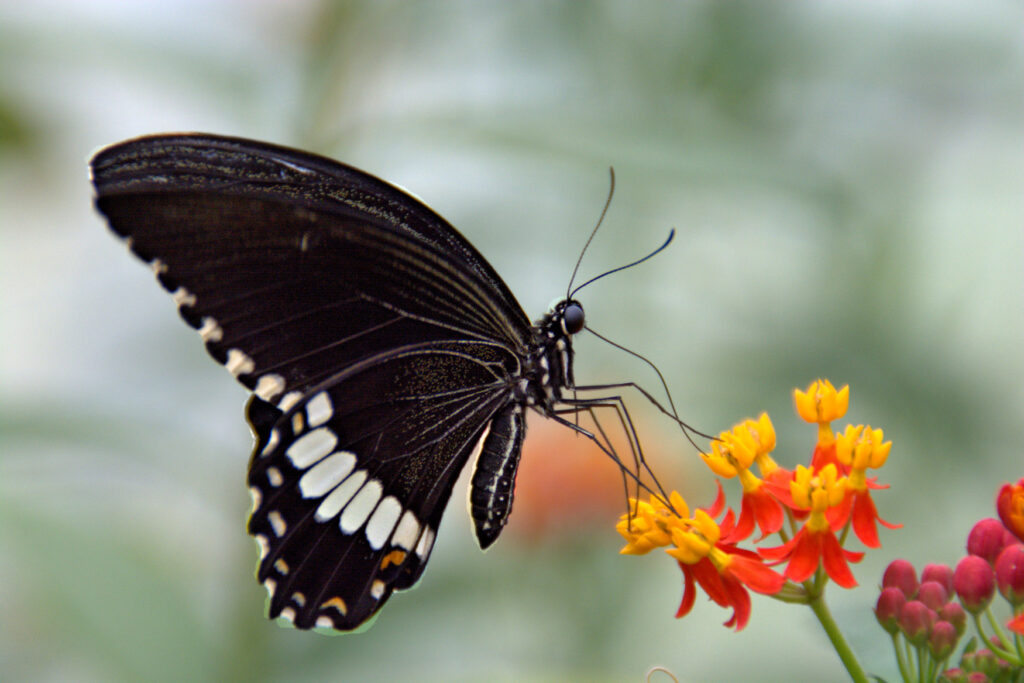 The Lesser Helen (papilio prexaspes) of South Eastern Asia, one of the many species of Swallow Tail Butterflies.