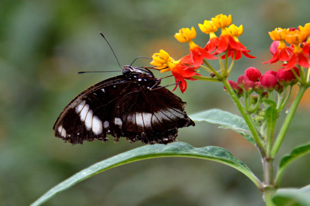 The Lesser Helen (papilio prexaspes) of South Eastern Asia, one of the many species of Swallow Tail Butterflies.