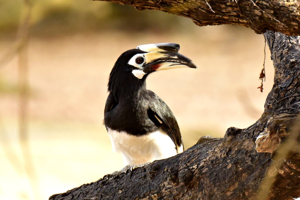 Oriental Pied Hornbill of South East Asia.