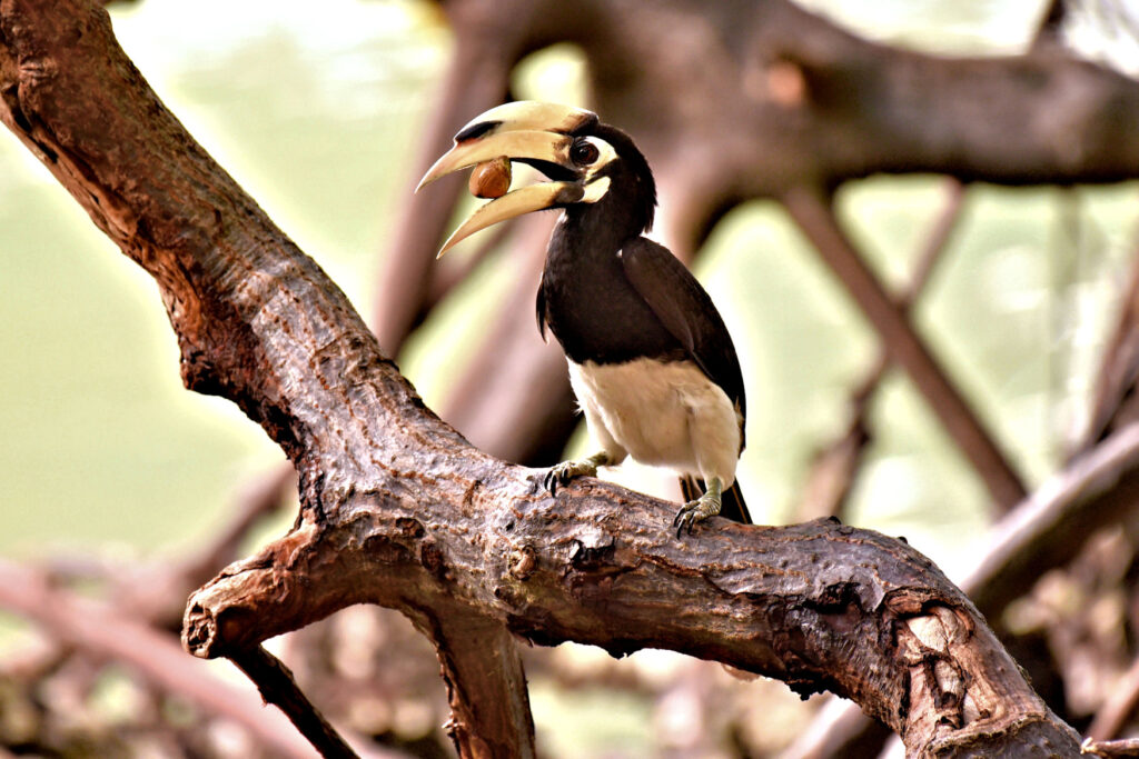 These oriental pied hornbills are known to "play" in small family groups, picking up shells or stones and chasing each other for them.