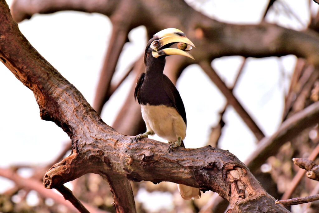 The Oriental Pied Hornbill, Southern Thaialand. Often seen in family groups.