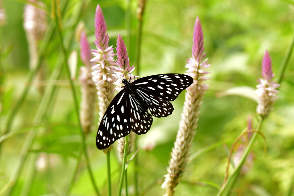 The Blue Tiger Butterfly, Southern Thailand.
