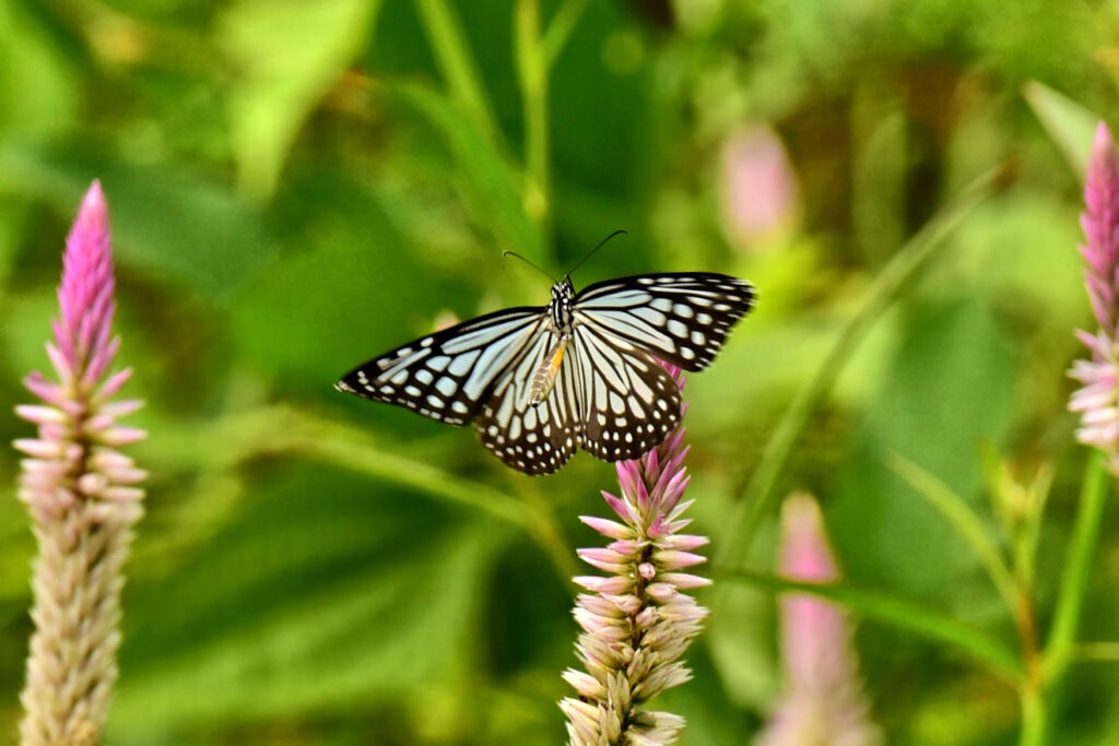 A striking blue and black butterfly of South East asia, darker on the underside.