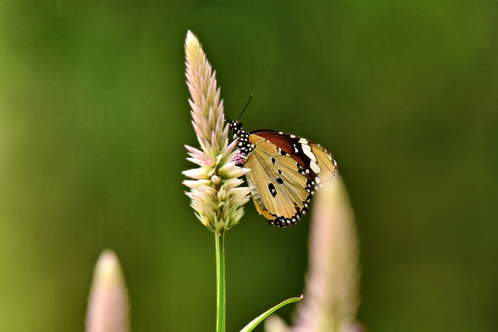 The Plain Tiger Butterfly of Thailand.