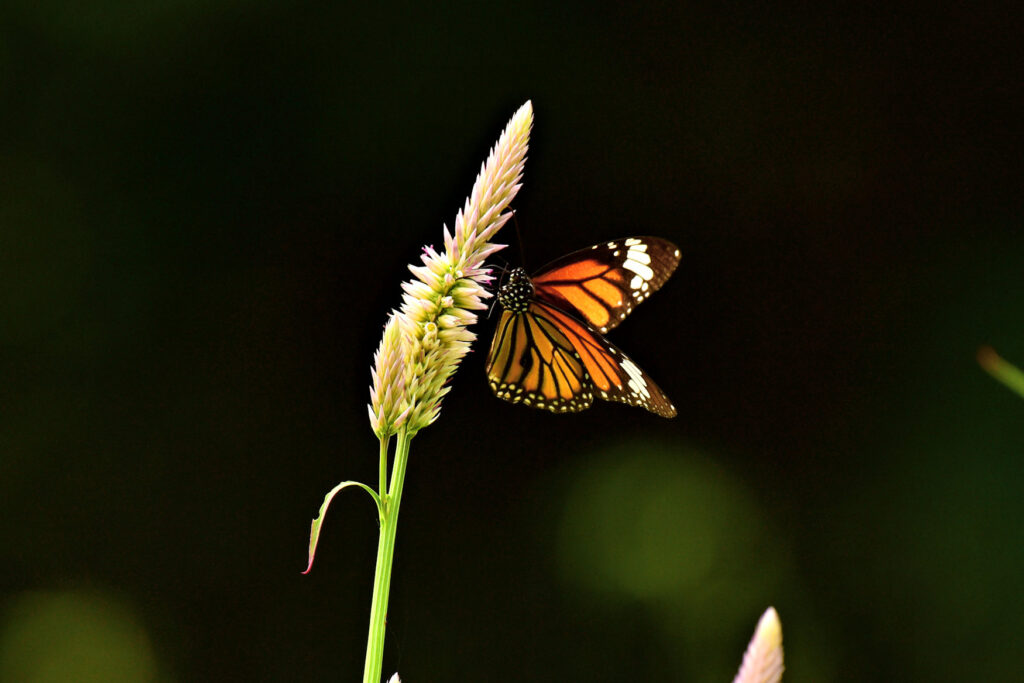 The Plain Tiger Butterfly of South East Asia, a beautiful sight against darker forest backgrounds.