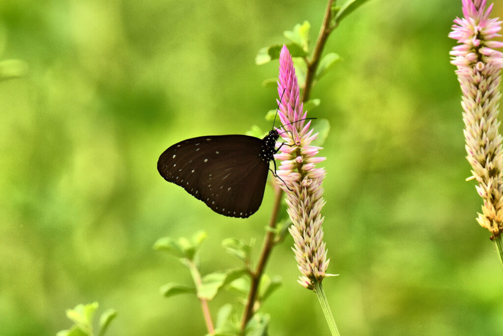 The Dwarf Crow Butterfly - Euploea Tulliolus - Southern Islands of Thailand.