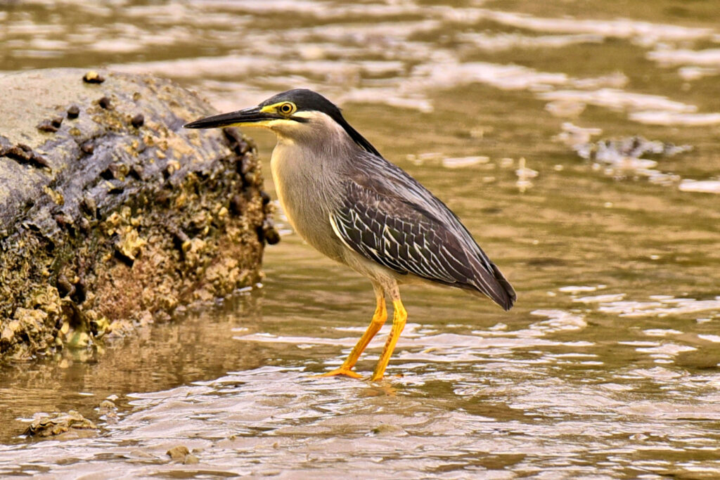 The little Heron, butorides atricapilla javanica, is a somewhat elusive bittern of ponds, lakes, streams and saltwater mangrove swamps of Thailand.