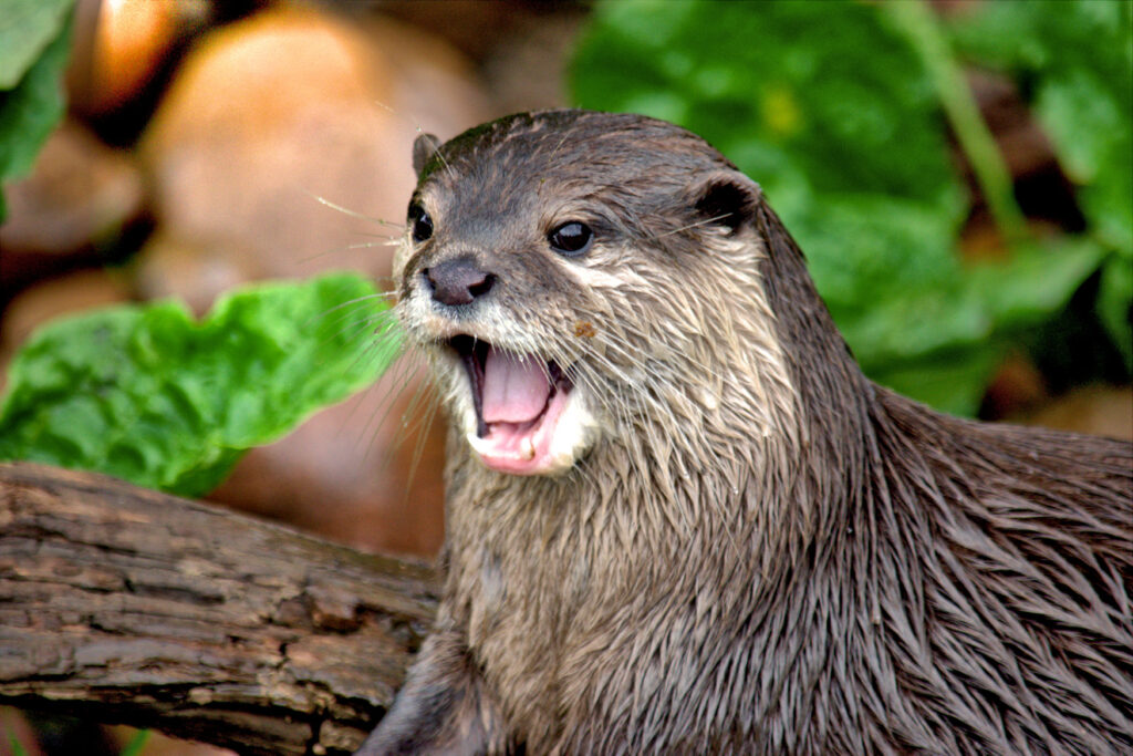 The Asian or Oriental small-clawed otter (Aonyx cinereus) is the smallest of the worlds thirteen otter species. Native to South and South East Asia and officially classified as an extremely vulnerable CITES Appendix 1 species.