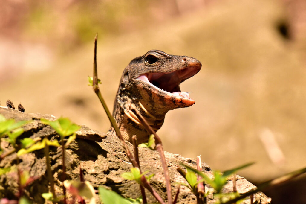 This young Asian Water Monitor is a frequent visitor to a water hole in Southern Thailand, swimming and feeding there daily.