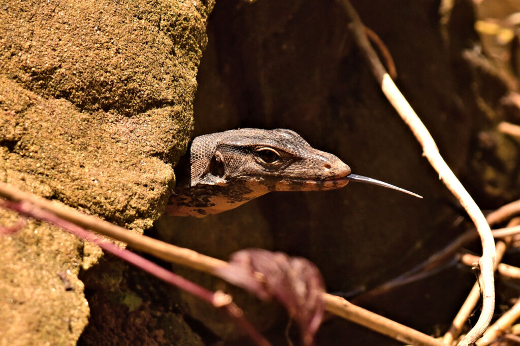 Young Asian Water Monitors (Varanus Salvator) can be seen in many parks of the cities in Thailand.  Fully grown they commonly reach two and a half metres in length.