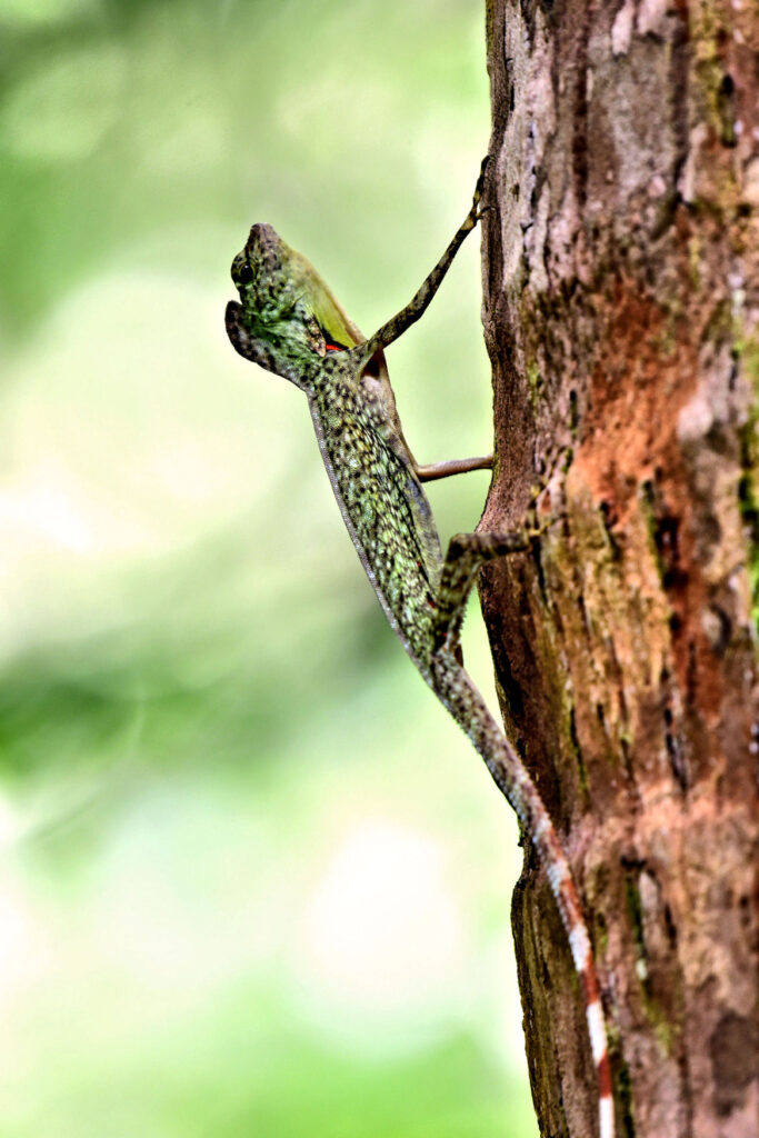 The Thai Flying Dragon - Draco taeniopterus. Also known as the Barred Flying Dragon or Barred Gliding Lizard. These little lizards glide on specialized ribs, that extend outward, to unfurl a pair of wing-like skin membranes called patagia. They are capable of sustaining distances of around 60 metres from tree to tree.distance.